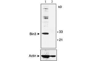 Western Blot of Mouse Anti-BIN3 antibody. (BIN3 anticorps)