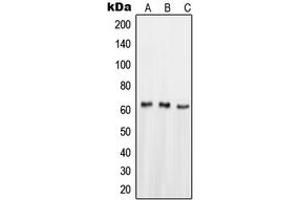 Western blot analysis of NUR77 expression in HeLa (A), HepG2 (B), SHSY5Y (C) whole cell lysates. (NR4A1 anticorps  (Center))