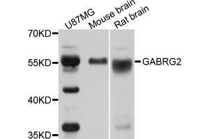 Western blot analysis of extracts of various cell lines, using GABRG2 antibody (ABIN5970868) at 1/1000 dilution. (GABRG2 anticorps)