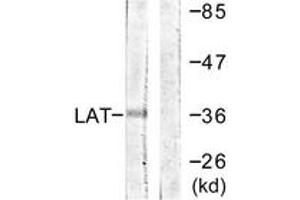 Western Blotting (WB) image for anti-Linker For Activation of T Cells (LAT) (AA 171-220) antibody (ABIN2888734) (LAT anticorps  (AA 171-220))