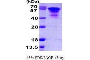 SDS-PAGE (SDS) image for tau Protein (AA 1-412) protein (His tag) (ABIN7279415)
