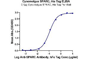 Immobilized Cynomolgus SPARC, His Tag at 1 μg/mL (100 μL/well) on the plate. (SPARC Protein (AA 18-303) (His tag))