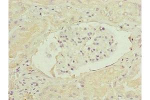 Immunohistochemistry of paraffin-embedded human kidney tissue using ABIN7152447 at dilution of 1:100
