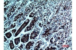 Immunohistochemistry (IHC) analysis of paraffin-embedded Human Stomach, antibody was diluted at 1:100.