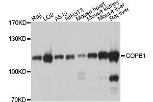Western blot analysis of extracts of various cell lines, using COPB1 antibody (ABIN5997488) at 1/1000 dilution. (COPB1 anticorps)
