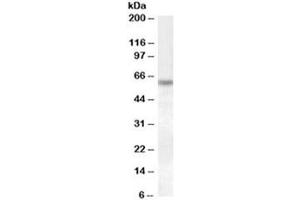 Western blot testing of HeLa lysate with Granulin antibody at 1ug/ml. (Granulin anticorps)