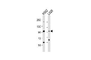 All lanes : Anti-STAT5A Antibody (C-term) at 1:2000 dilution Lane 1: K562 whole cell lysates Lane 2:  whole cell lysates Lysates/proteins at 20 μg per lane.