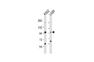 All lanes : Anti-STAT5A Antibody (C-term) at 1:2000 dilution Lane 1: K562 whole cell lysates Lane 2:  whole cell lysates Lysates/proteins at 20 μg per lane. (STAT5A anticorps  (C-Term))