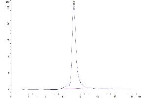 The purity of Mouse Periostin/OSF-2 is greater than 95 % as determined by SEC-HPLC.