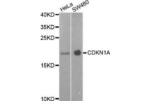 Western blot analysis of extracts of HeLa and SW480 cell lines, using CDKN1A antibody. (p21 anticorps)