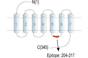 Representative domain view of the target of ABIN7235369. (G Protein-Coupled Receptor 139 (GPR139) Peptide)