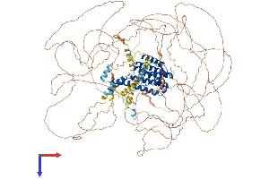 AlphaFold protein structure predicition of Mouse Recombinant Aff2 Protein, UniprotID O55112