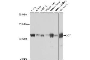 Western blot analysis of extracts of various cell lines, using OGT Rabbit mAb (ABIN7269074) at 1:1000 dilution.
