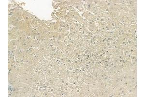 ABIN6258754 and ABIN6274953 at 1/100 staining human normal liver tissue by IHC-P.