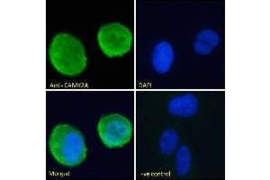 (ABIN570984) Immunofluorescence analysis of paraformaldehyde fixed U2OS cells, permeabilized with 0. (CaMKII alpha/beta (Internal Region) anticorps)