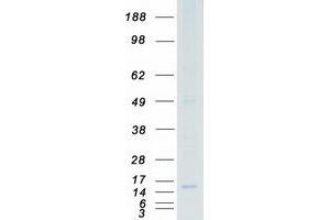 Validation with Western Blot
