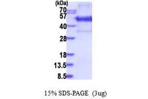 SDS-PAGE (SDS) image for Kruppel-Like Factor 12 (KLF12) (AA 1-402) protein (His tag) (ABIN5853895) (KLF12 Protein (AA 1-402) (His tag))