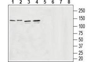 Western blot analysis of rat brain membranes (lanes 1 and 5), mouse brain membranes (lanes 2 and 6), human U-87 MG glyoblastoma lysates (lanes 3 and 7) and human SH-SY5Y brain neuroblastoma lysates (lanes 4 and 8): - 1-4. (SLC32A1 anticorps  (Cytosolic, N-Term))