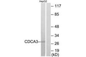 Western Blotting (WB) image for anti-Cell Division Cycle Associated 3 (CDCA3) (AA 219-268) antibody (ABIN2879170) (CDCA3 anticorps  (AA 219-268))