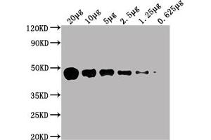 Western Blot Positive WB detected in: HepG2 whole cell lysate at 20 μg, 10 μg, 5 μg, 2.