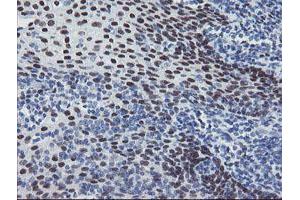 Image no. 5 for anti-Meis Homeobox 3 (MEIS3) (AA 1-261) antibody (ABIN1490670)