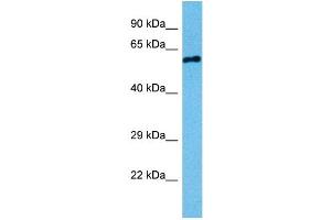 Host:  Mouse  Target Name:  STK3  Sample Tissue:  Mouse Testis  Antibody Dilution:  1ug/ml
