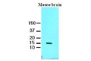 Western Blotting (WB) image for anti-Fatty Acid Binding Protein 7, Brain (FABP7) (AA 1-132), (N-Term) antibody (ABIN336108)
