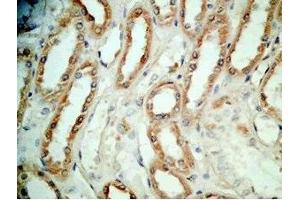 Human kidney tissue was stained by Rabbit Anti-BNP-45 (Mouse) Antibody