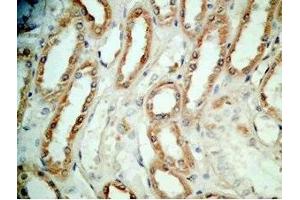 Human kidney tissue was stained by Rabbit Anti-BNP-45 (Mouse) Antibody (BNP-45 anticorps  (AA 51-95))