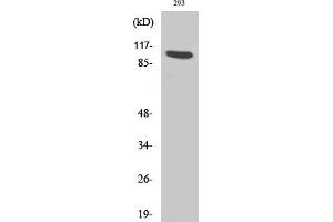 Western Blot analysis of various cells using Ah Receptor Polyclonal Antibody.