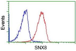 Image no. 2 for anti-Sorting Nexin 8 (SNX8) antibody (ABIN1501041) (SNX8 anticorps)