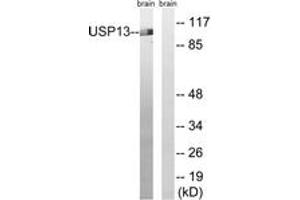 Western blot analysis of extracts from mouse brain cells, using USP13 Antibody. (USP13 anticorps  (AA 811-860))