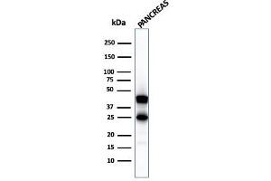 Western Blot Analysis of pancreatic tissue lysate using Carboxypeptidase A1 / CPA1 Mouse Monoclonal Antibody (CPA1/2711). (CPA1 anticorps)