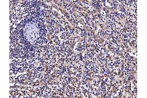 IHC analysis of FKBP135/FKBP15 using anti-FKBP135/FKBP15 antibody (ABIN7600397).