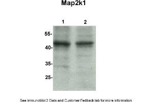 Sample Type: 1. (MEK1 anticorps  (C-Term))