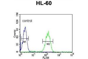 Flow Cytometry (FACS) image for anti-Carbonic Anhydrase VB, Mitochondrial (CA5B) antibody (ABIN3003127)