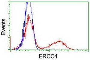 HEK293T cells transfected with either RC223300 overexpress plasmid (Red) or empty vector control plasmid (Blue) were immunostained by anti-ERCC4 antibody (ABIN2454892), and then analyzed by flow cytometry. (ERCC4 anticorps)
