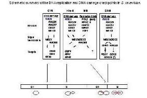 Checkpoints are mechanisms that impose delays in the cell cycle in response to DNA damage or defects in DNA replication, to ensure that mitotic transmission is error-free. (RAD9A anticorps  (pSer1260))