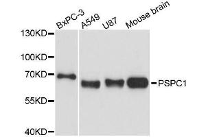 Western blot analysis of extracts of various cell lines, using PSPC1 antibody. (PSPC1 anticorps  (AA 1-70))