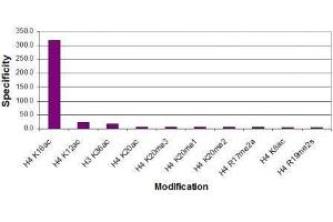 Histone H4K16ac antibody (pAb) specificity tested by peptide array analysis.