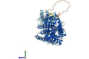 AlphaFold protein structure predicition of Mouse Recombinant Aloxe3 Protein, UniprotID Q9WV07