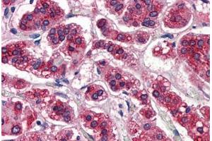 Human Adrenal: Formalin-Fixed, Paraffin-Embedded (FFPE) (APOE anticorps)
