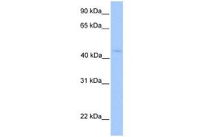 WB Suggested Anti-LIPT1 Antibody Titration:  0. (LIPT1 anticorps  (N-Term))