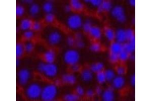 Immunofluorescence analysis of Mouse liver tissue using CASP8 Monoclonal Antibody at dilution of 1:200.