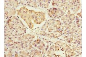 Immunohistochemistry of paraffin-embedded human pancreatic tissue using ABIN7160546 at dilution of 1:100