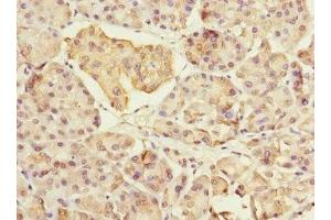 Immunohistochemistry of paraffin-embedded human pancreatic tissue using ABIN7160546 at dilution of 1:100 (MYL7 anticorps  (AA 1-175))