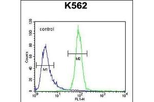 OR52A1 Antibody (C-term) (ABIN654497 and ABIN2844229) flow cytometric analysis of K562 cells (right histogram) compared to a negative control cell (left histogram). (OR52A1 anticorps  (C-Term))