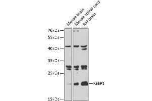 Western blot analysis of extracts of various cell lines, using REEP1 antibody  at 1:1000 dilution. (Receptor Accessory Protein 1 anticorps  (AA 101-201))