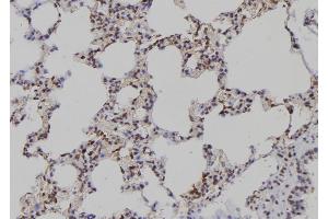 ABIN6276948 at 1/100 staining Rat lung tissue by IHC-P. (PAD4 anticorps  (N-Term))