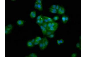Immunofluorescence staining of HepG2 cells with ABIN7155981 at 1:100, counter-stained with DAPI.